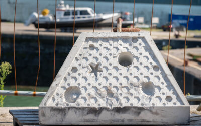 Nature based solutions for floating offshore wind in the Celtic Sea